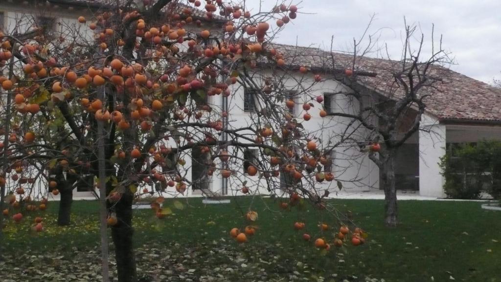 Caspineda Agriturismo Montebelluna Zewnętrze zdjęcie